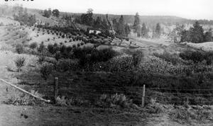 thumbnail of image