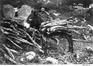 thumbnail of image