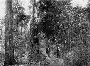thumbnail of image