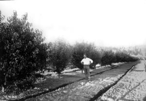 thumbnail of image